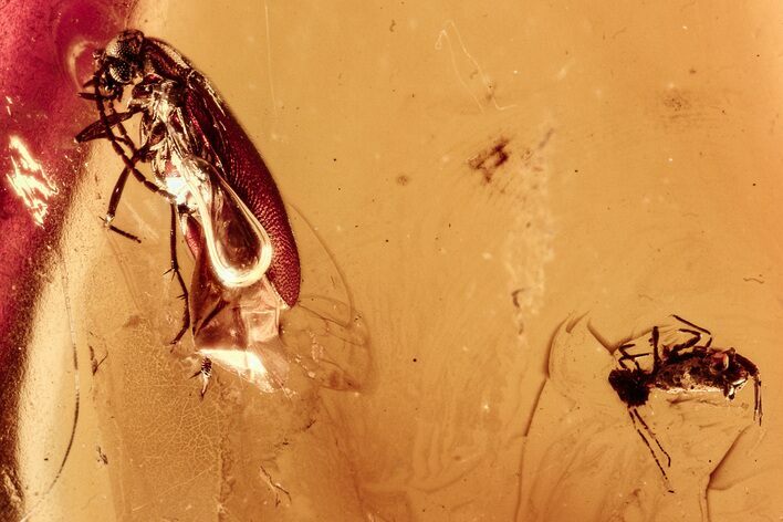 Fossil False Flower Beetle and Springtail in Baltic Amber #278902